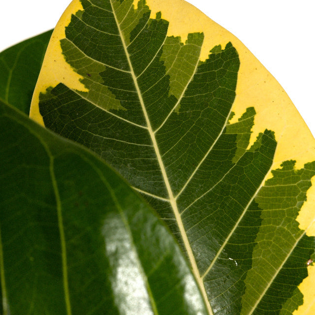 Ficus altissima leaf top view