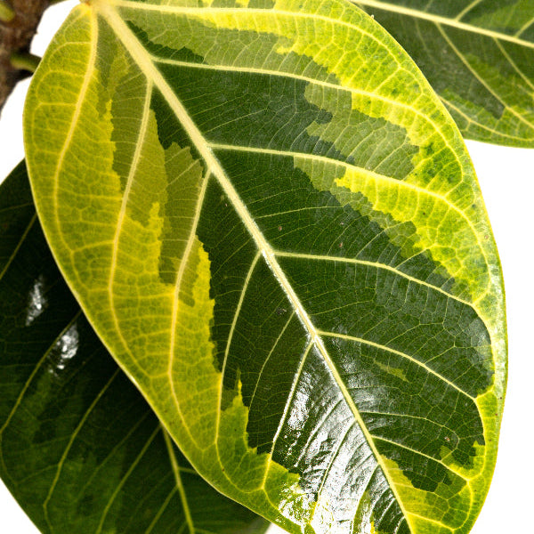 Ficus altissima leaf top view