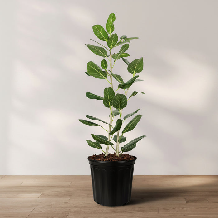 Potted Ficus Audrey plant with green leaves and yellow veins, columnar in shape, placed on a wooden surface against a white background.