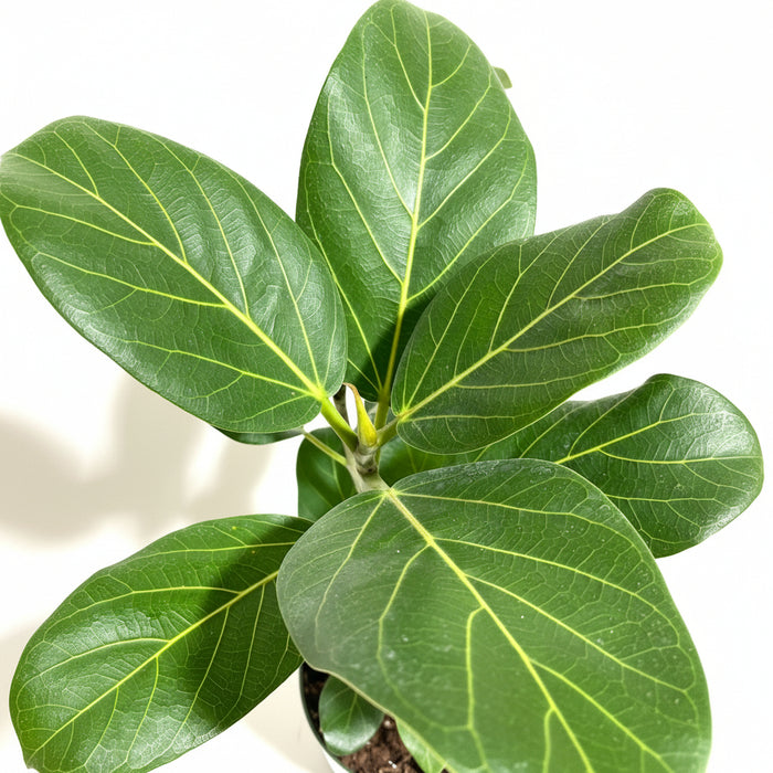Close-up of a lush green Ficus Audrey  leaf prominently displaying its striking light-colored veins