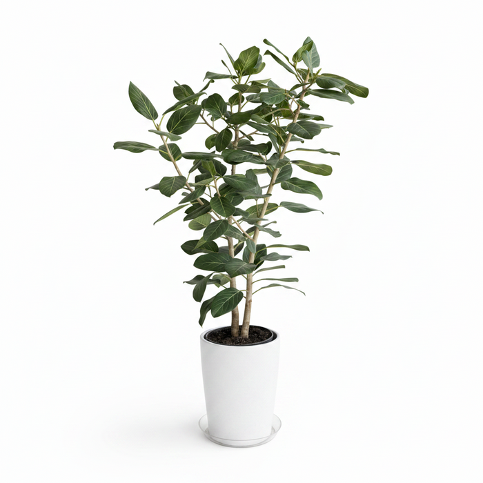 Ficus Audrey Bush Form, Ficus Benghalensisis Bengal Fig
in a tall white deco pot