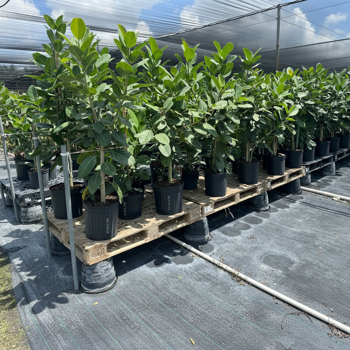 row of Ficus Audrey  plants featuring lush green, slightly velvety leaves and light-colored trunks, potted in black nursery containers