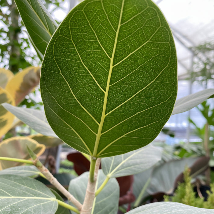 Close-up of a lush green Ficus Audrey  leaf prominently displaying its striking light-colored veins