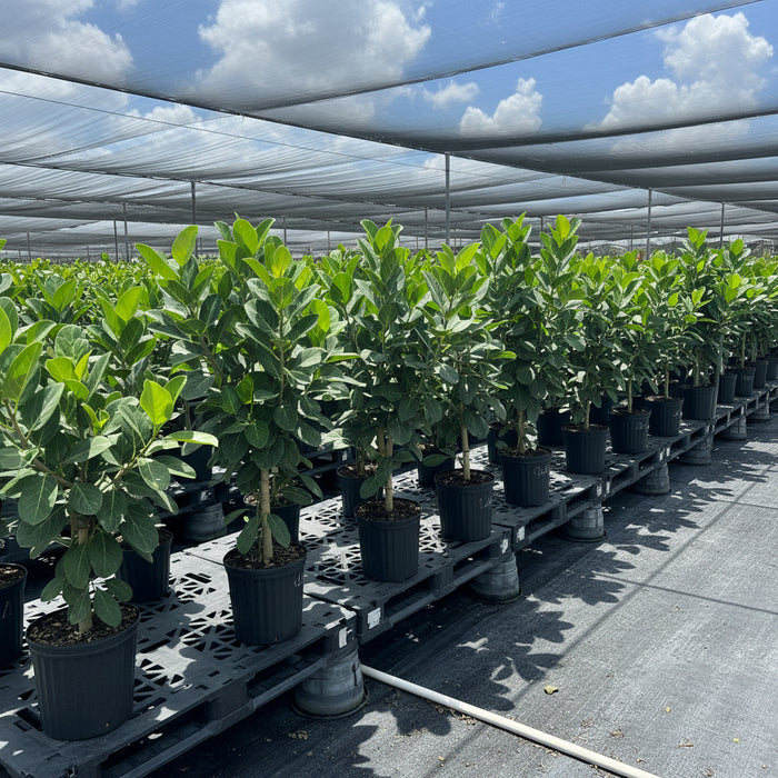 A row of Ficus Audrey  plants featuring lush green, slightly velvety leaves and light-colored trunks, potted in black nursery