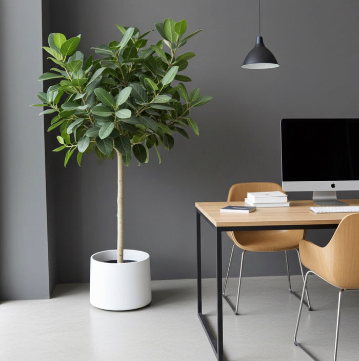 Ficus Audrey Single Tree Form In a white Deco Pot