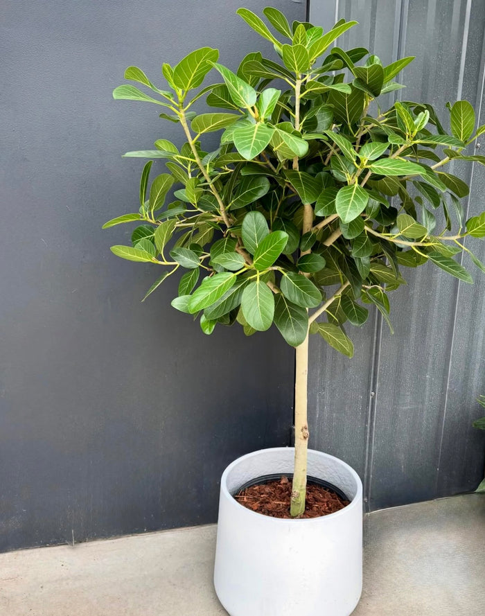 Ficus Audrey Tree Form Single Stem, Ficus Benghalensisis Bengal Fig in a white deco pot