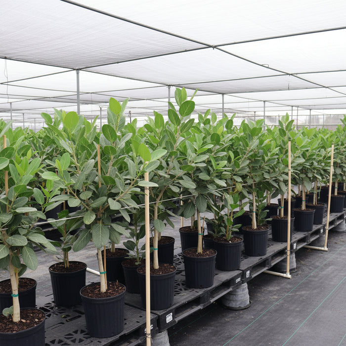 A row of Ficus Audrey Tree Form Multibranch, Ficus Benghalensis Bengal Figs featuring sturdy trunks and lush green canopies in 2 gallon black nursery pots