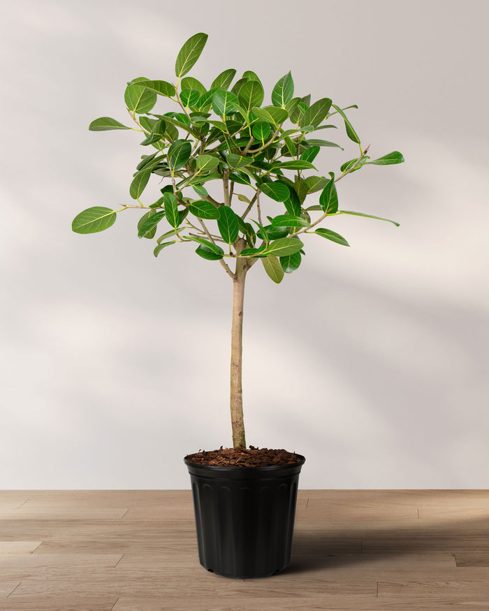 Potted Ficus Audrey plant with green leaves and yellow veins, tree form shape, placed on a wooden surface against a white background.