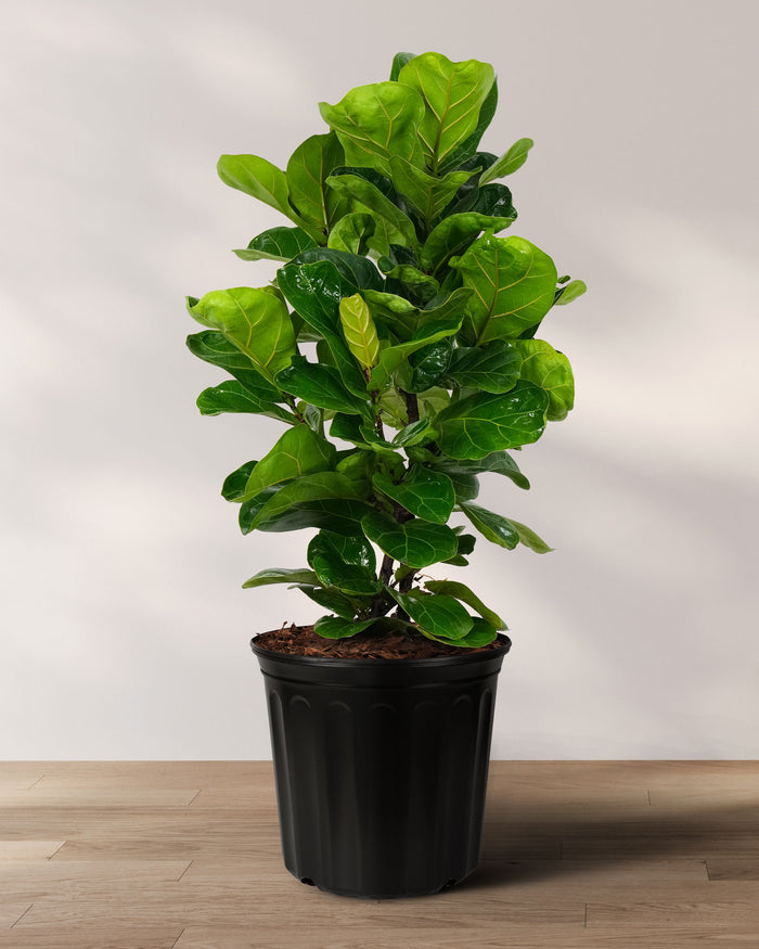 Potted Ficus lyrata Bambino, also known as Fiddle Leaf Fig Tree, with green leaves in a black pot.