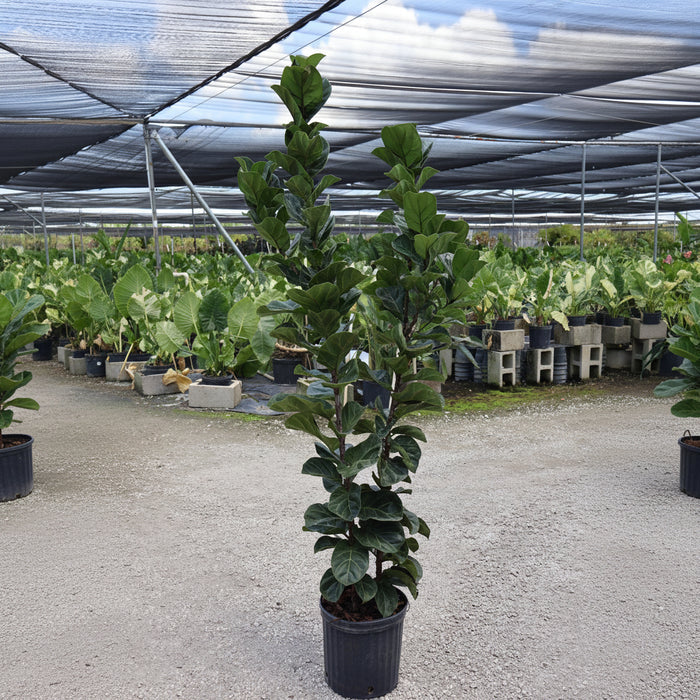 Ficus Bambino Bush Form featuring compact, dark green, violin-shaped leaves in a 2 gallon black nursery pot