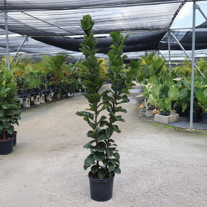 Ficus Bambino Bush Form featuring compact, dark green, violin-shaped leaves in a 2 gallon  black nursery pot