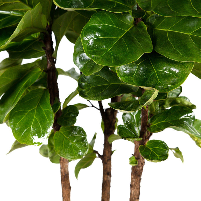Ficus Bambino up close of leaves