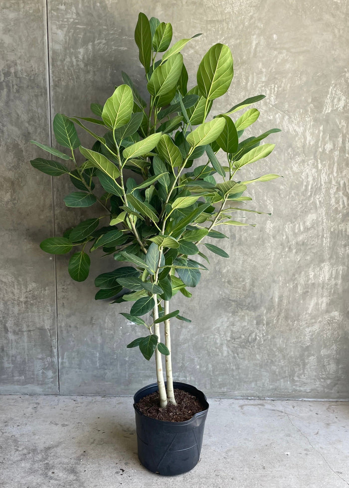 Ficus Banyan Tree Form Double Stem, Ficus Benghalensisis in black pot with grey back ground