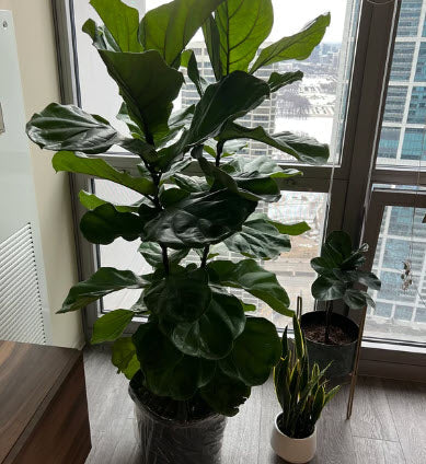 Ficus Lyrata Tree Form Double, Fiddle Leaf Fig Tree in a corner