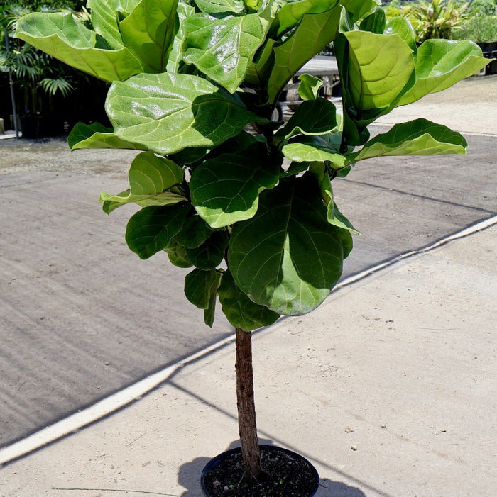 Ficus Lyrata Tree Form in 5 gallon nursery pot with tall architectural canopy and lush indoor foliage, ideal for luxury entryways and contemporary interiors.