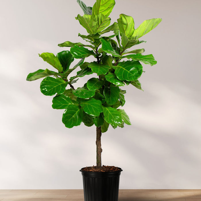 Ficus Lyrata Tree Form in 7 gallon nursery pot with healthy upright growth and broad green leaves, ideal for apartments and modern home styling.