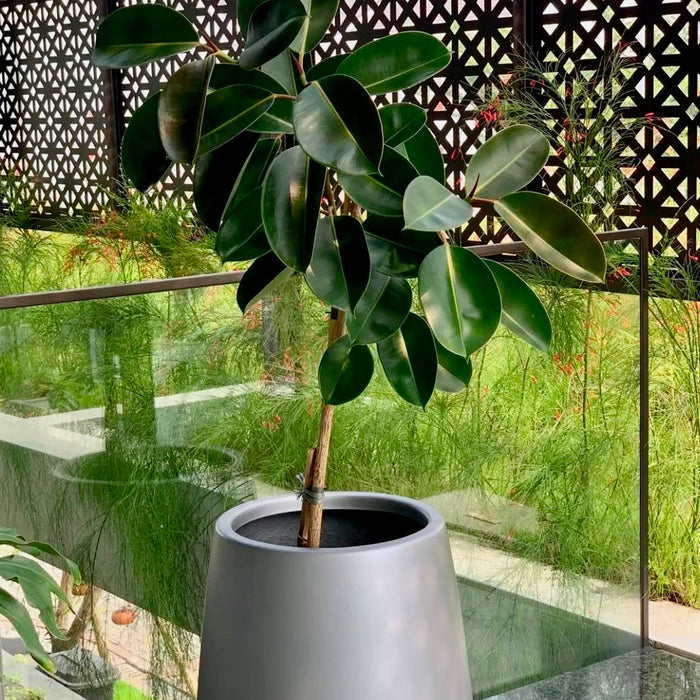 Mature Ficus Melany Tree Form Single Stem Rubber Tree with dense tropical canopy and sculpted branching structure, showing full grown indoor appearance ideal for upscale residential interiors.