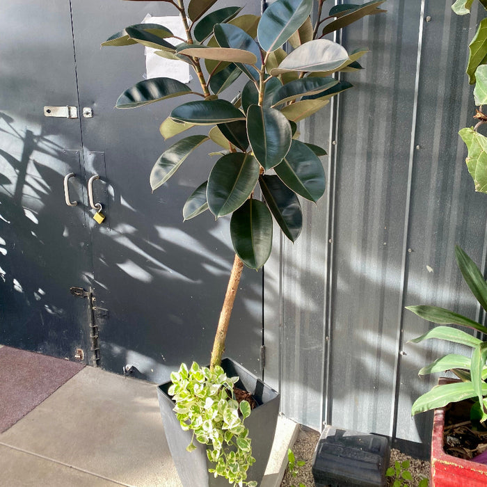 Ficus Melany Tree Form Single Stem Rubber Tree in 5 gallon nursery pot with glossy dark green foliage and upright indoor tree structure, ideal for modern living rooms and luxury interior spaces.