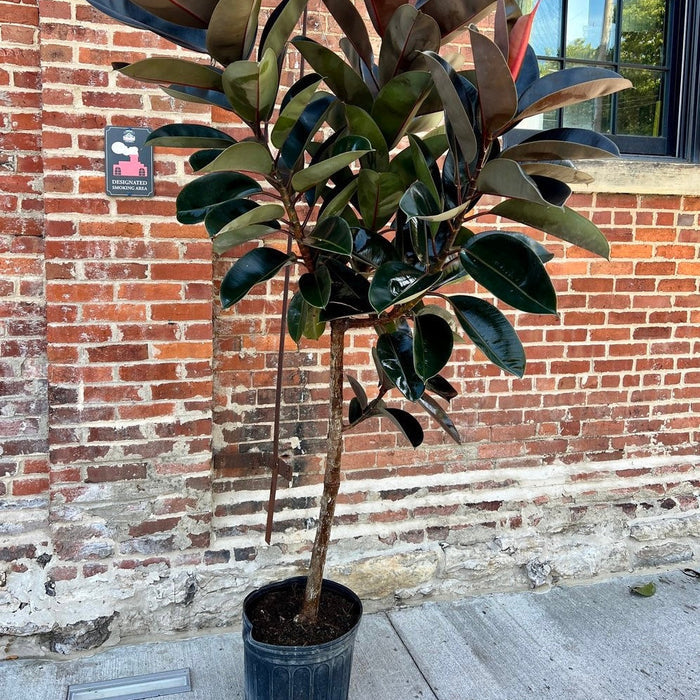 Ficus Melany Tree Form Single Stem Rubber Tree in 5 gallon nursery pot with broad glossy leaves and tall architectural form, ideal for statement entryways and contemporary home decor.