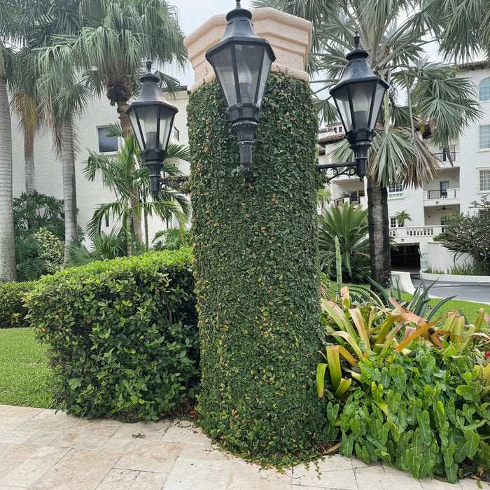 front view of Ficus Pumila, Creeping Fig Ivy