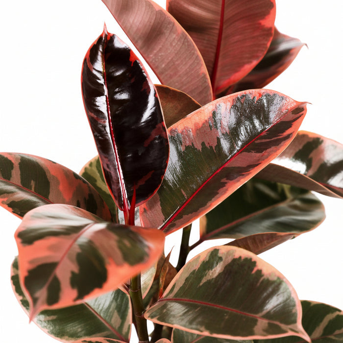 ficus ruby Close-up of a plant with red and green leaves.