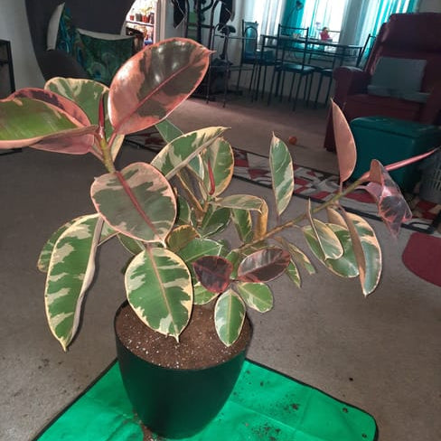 Ficus Ruby Bush Form plant with pink and green variegated leaves sitting indoors.