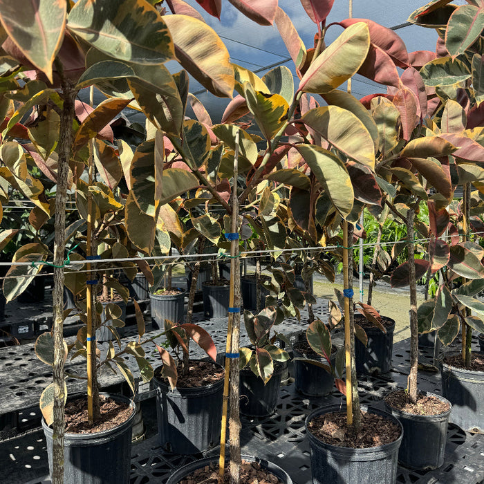 Ficus ruby single trunk tree potted plants in a nursery setting with a blurred background