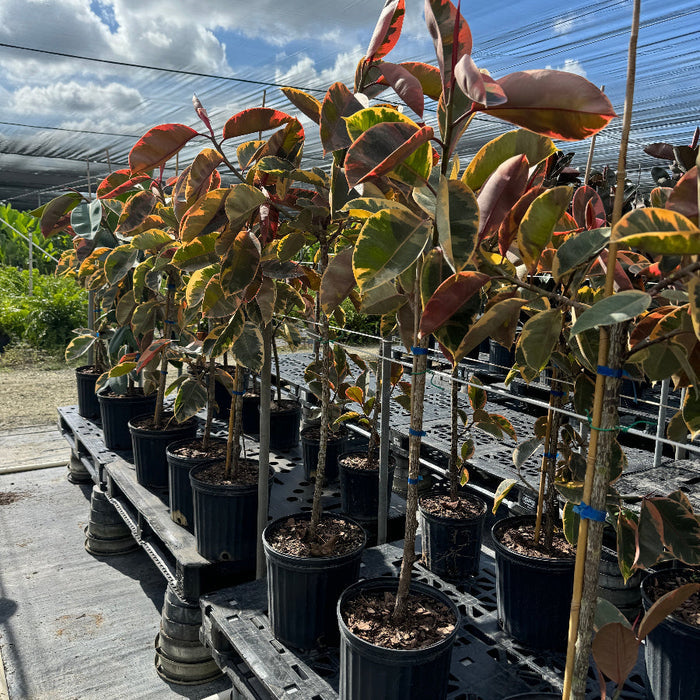 Ficus ruby Potted plants on a bench with a cloudy sky in the background