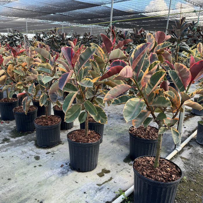 Ficus ruby Potted plants on a row cloudy sky in the background