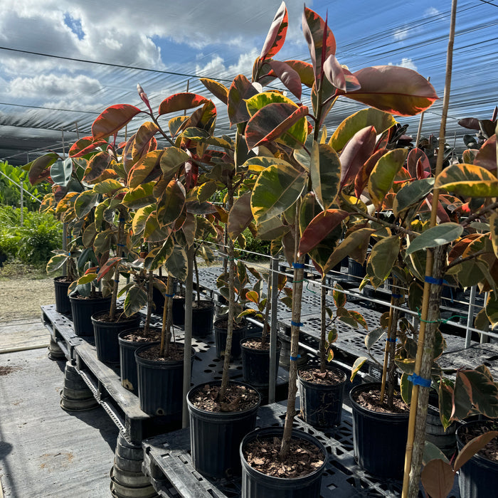 Ficus Ruby Tree Form Single Stem, Rubber Tree in a 5 gallon black nursery pot, prominently featuring a clear single trunk and a lush canopy of large, glossy leaves with vibrant pink, creamy white, and deep green variegation, positioned against a minimal backdrop, showcasing its elegant tree form and striking colorful foliage.