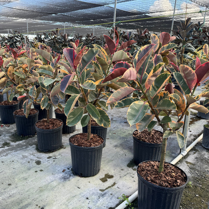 Ficus Ruby Tree Form Single Stem, Rubber Tree in 5 gallon black nursery pots, prominently featuring clear single trunks and canopies of large, glossy leaves with vibrant pink, creamy white, and deep green variegation, arranged in a row on the ground within a bright, shaded outdoor nursery setting, showcasing their healthy early growth and striking colorful foliage.