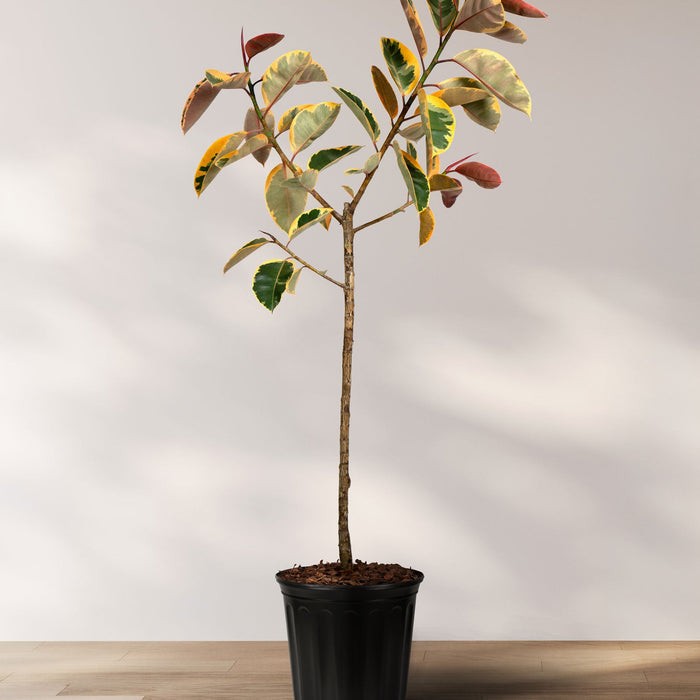 Ficus Ruby Tree Form Single Stem, Rubber Tree in a 5 gallon black nursery pot, prominently featuring a clear single trunk and a lush canopy of large, glossy leaves with vibrant pink, creamy white, and deep green variegation, positioned against a minimal light wall on a wooden floor with soft shadows, showcasing its elegant tree form and striking colorful foliage.