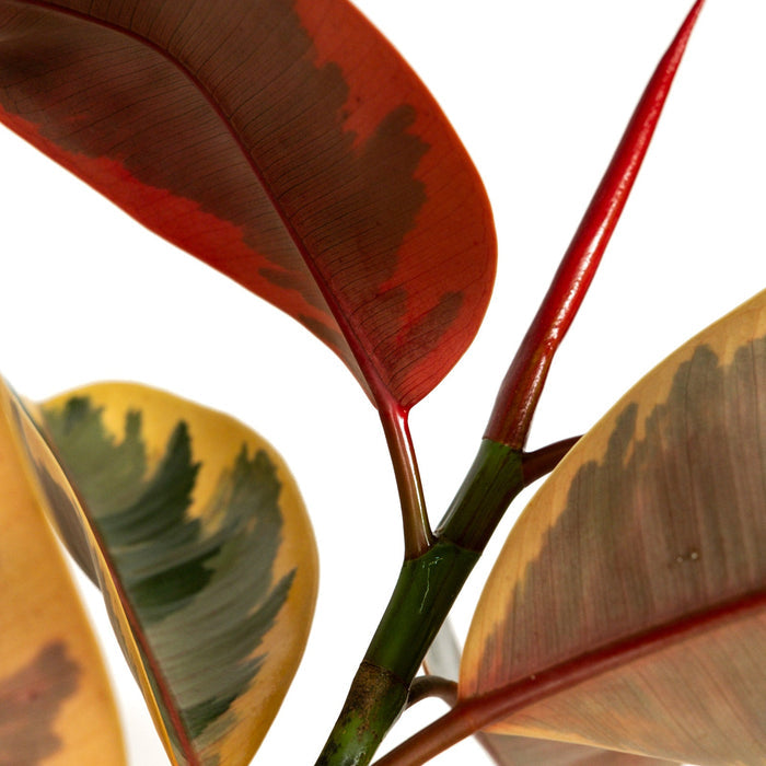 Close-up of Ficus Ruby Tree Form Single Stem, Rubber Tree foliage, prominently featuring striking, glossy leaves with vibrant pink, creamy white, and deep green variegation alongside a bright pinkish-red stem, showcasing the exquisite details and unique colorful palette of this beautiful tropical plant.