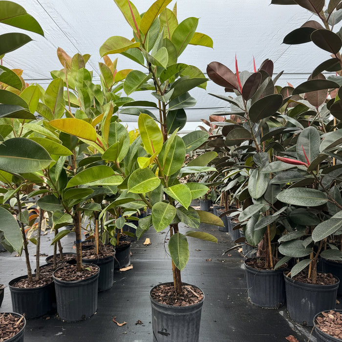 Ficus Shivereana Tree Form Single Stem, Moonshine Ficus in a black nursery pot, prominently featuring a clear single trunk and a canopy of beautiful light green, variegated foliage, standing on black landscaping fabric within a shaded outdoor nursery greenhouse setting, showcasing its striking colors and healthy growth.