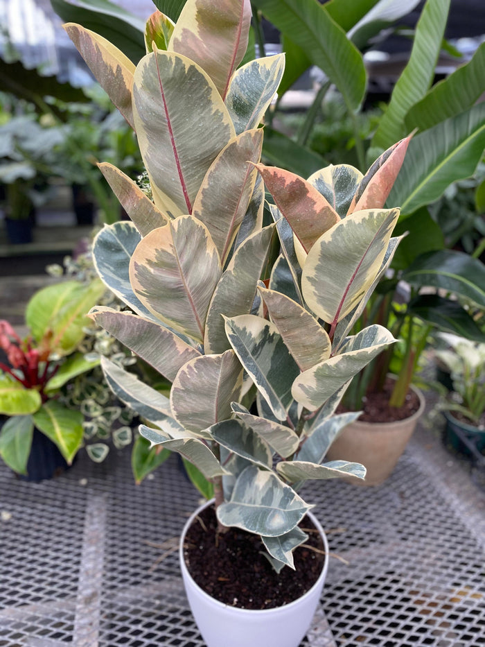 upper view of Ficus Tineke Tree Form Double, Variegated Rubber Tree