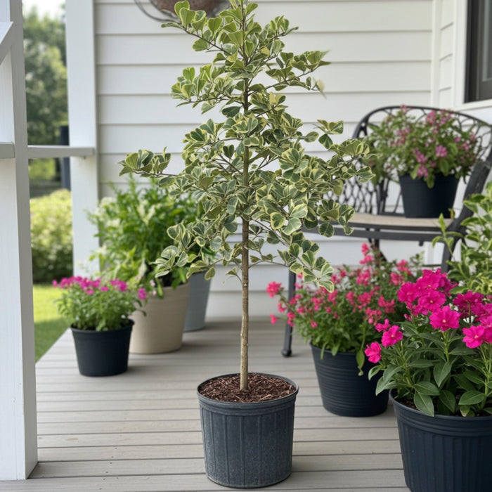 A potted Ficus Triangularis Variegated tree sitting on a wooden porch
