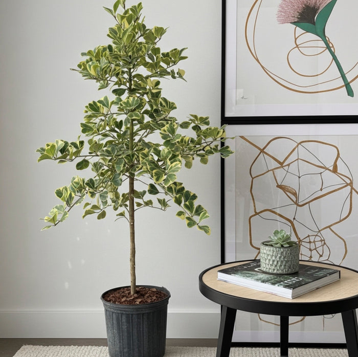 Ficus Triangularis Variegated tree in a 2 gallon black nursery pot, placed next to a modern black round table