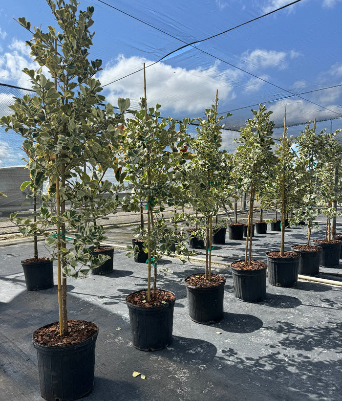 Ficus Triangularis Tree Form Single Stem, Variegated Tree in 5gal pots in a row