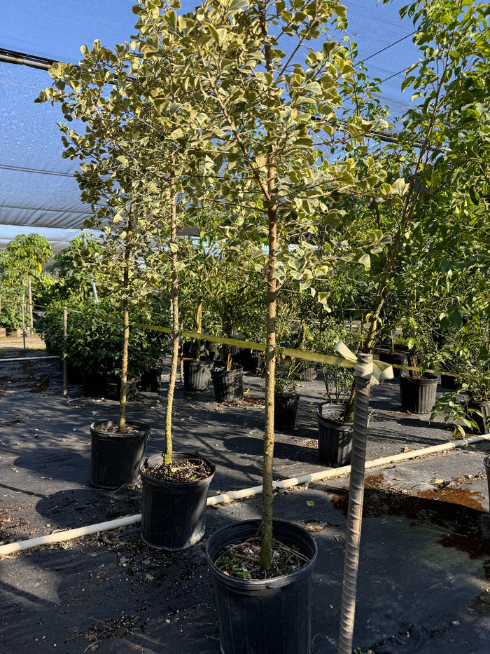 Ficus Triangularis Tree Form Single Stem, Variegated Tree in 7gal pot in a row