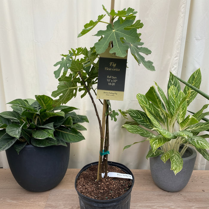 Fig Tree, Higo, Brown Turkey Fig Fruit, Ficus Carica in a pot