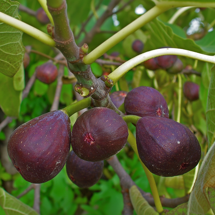 Fig Tree, Higo, Brown Turkey Fig Fruit, Ficus Carica tree