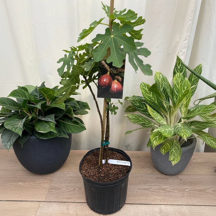 Fig Tree, Higo, Brown Turkey Fig Fruit, Ficus Carica in a pot