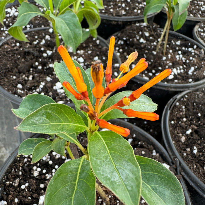FireBush Hamelia patens 'Firefly', Hummingbird Bush up close of orange flowers and leaves