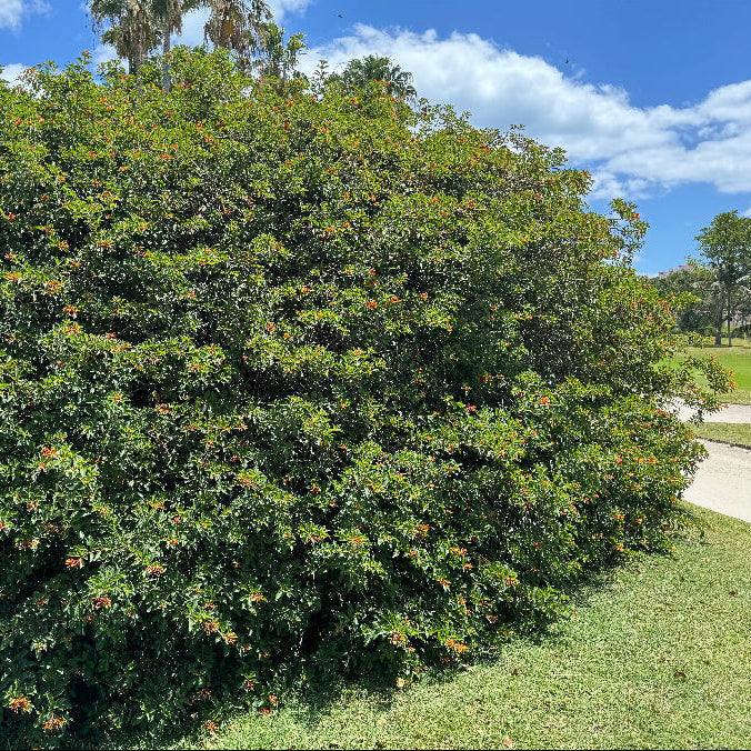 Shrub firebush