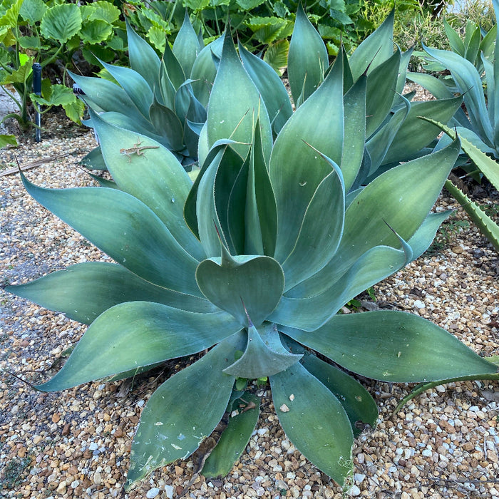 Agave Attenuata Spineless Century Plant