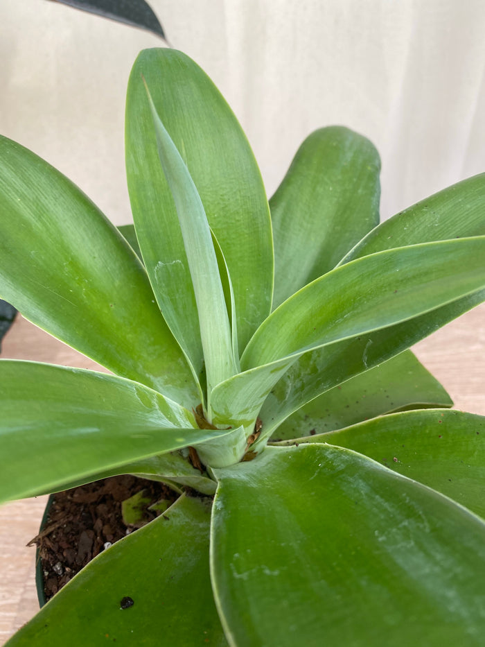 Agave Attenuata Spineless Century Plant Leaf