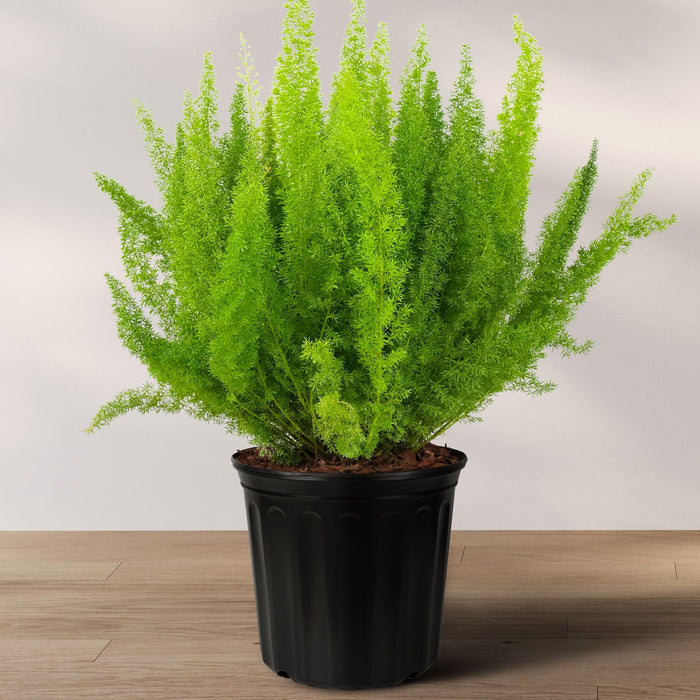 A potted Foxtail Fern (Asparagus Fern) with green upright plumes, placed on a wooden surface against a white background.