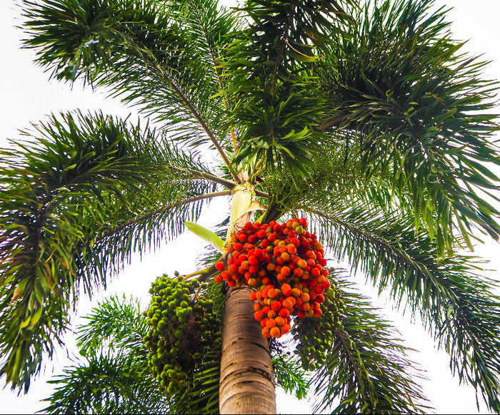 Foxtail Palm tree with red fruits against a white background