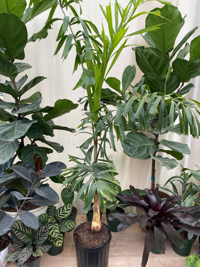 A potted Bottle Palm surrounded by an assortment of tropical houseplants