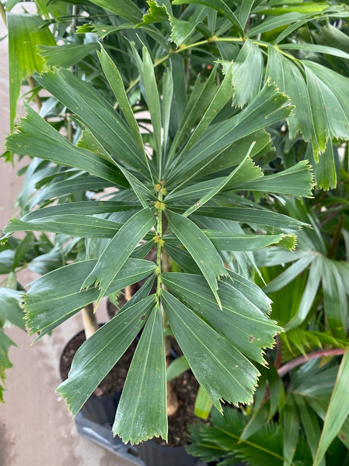 Close-up of a potted Fishtail Palm plant with distinctive jagged leaves